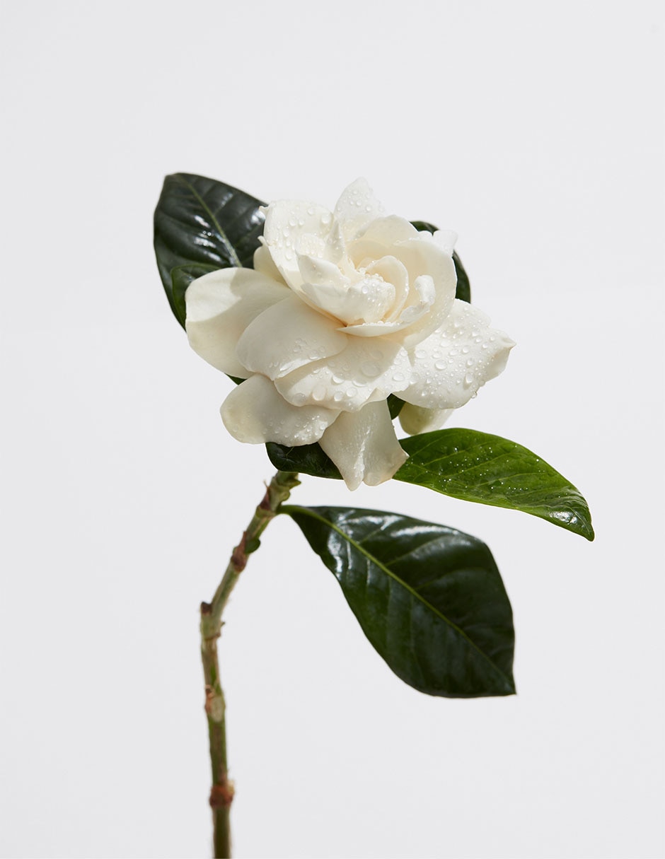 Eau de toilette Agua Fresca De Gardenia para mujer