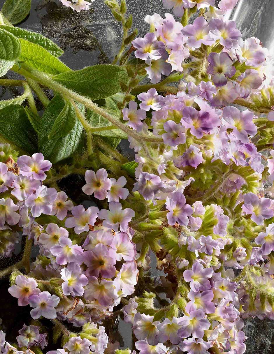 Eau de parfum para mujer 6