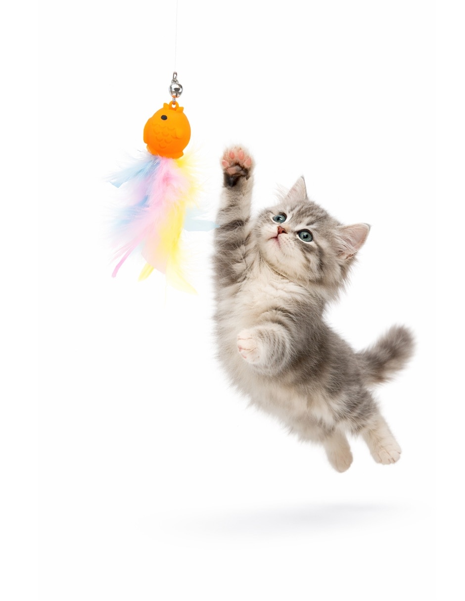 Accesorios para mascotas para gato 3